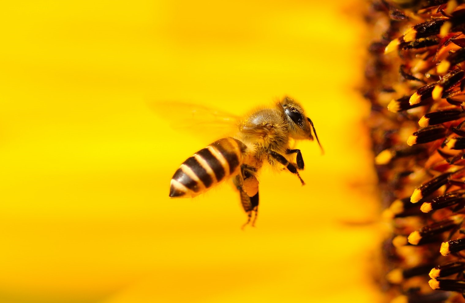 Acouphènes Abeilles en Poudre